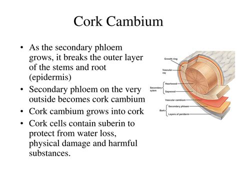 PPT - Plant Growth PowerPoint Presentation, free download - ID:2953209