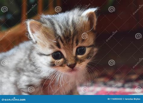 Cut baby kitten playing stock photo. Image of kitty - 116003432