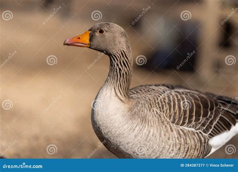 Goose Geese Bird Close Up Neck Feathers Wings Stock Image - Image of ...