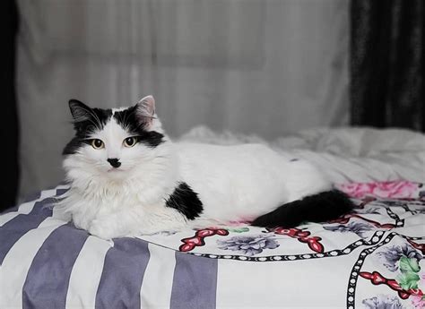 20 Black and White Cat Breeds - PetHelpful