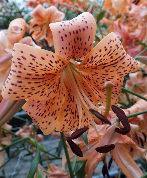 Asiatic Lily Tiger Babies - Asiatic Hybrid Lilies - Hardy Lilies ...