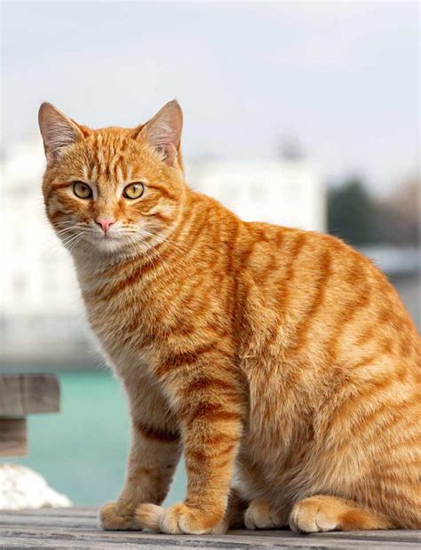 Orange Tabby Cat - Pets-Society