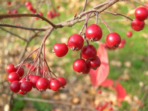 Brilliant Red Chokeberry | Native Roots