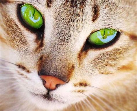 Emerald green eyes wow | Scrolller