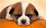 HD wallpaper cute dog #17 - 1920x1200 Wallpaper Download - HD wallpaper ...
