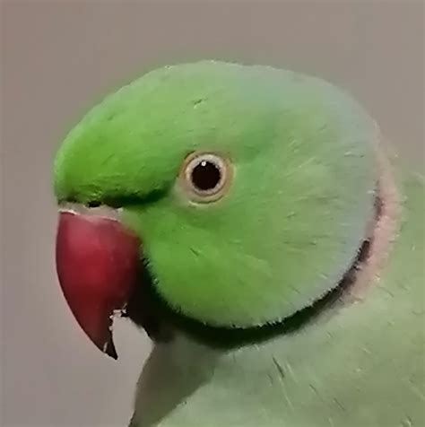 Kiwi The Indian ringneck Parakeet