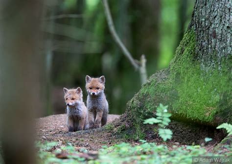 Bialowieza forest, Poland & Belarus | Bellisima