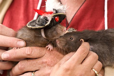 Pirate Rat with a Pirate Hat | Holy crap, that is a rat with… | Flickr