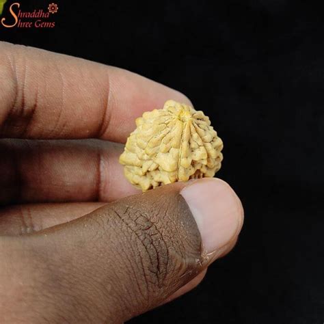 13 MM 2 Mukhi Rudraksha - Shraddha Shree Gems