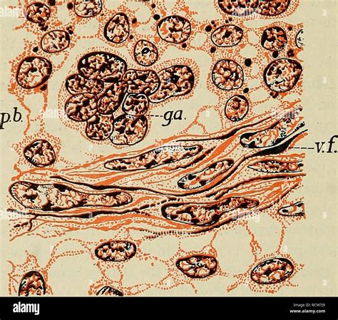 . The development of the human body : a manual of human embryology. Embryology; Embryo, Non ...