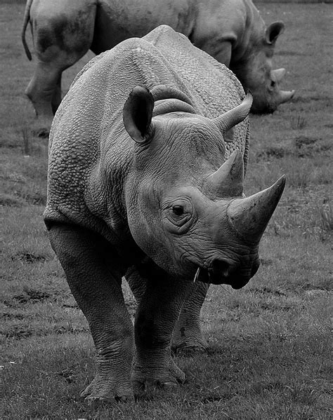 Eastern Black Rhinos. … | Rhino animal, Compassion for animals, Animal crackers