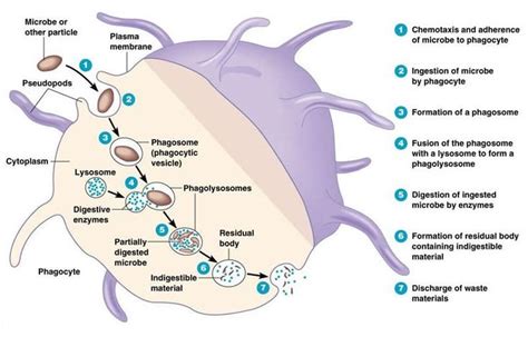 Phagocytosis, an example of endocytosis - Online Science Notes