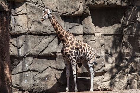 Giraffe | Lincoln Park Zoo