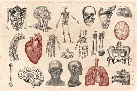 100 Vintage Anatomy Vectors in 2023 | Human anatomy art, Anatomy art, Graphic illustration