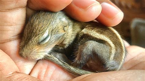 How To Care For A Hurt Baby Squirrel / FOUND A BABY SQUIRREL? in 2020 | Baby squirrel care, Baby ...