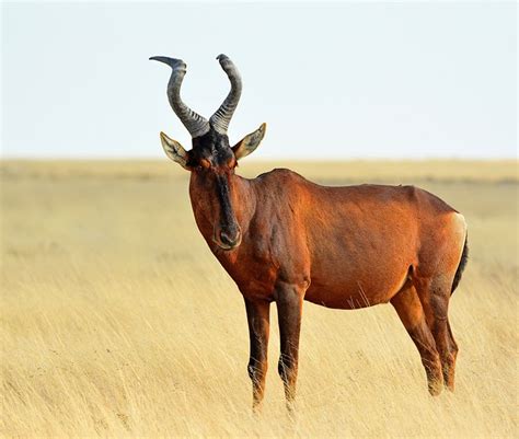 Red Hartebeest | African animals photography, African wildlife, South african animals