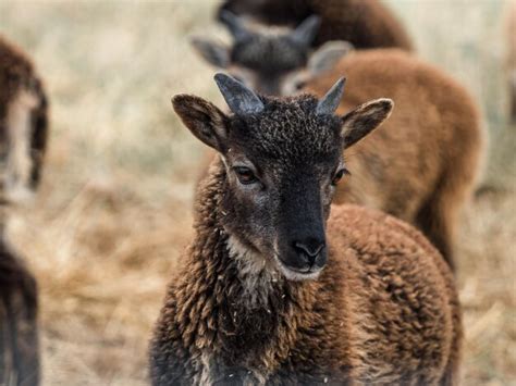 Premium Photo | Portrait of a soay lamb