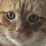 cat stare Meme Generator - Imgflip