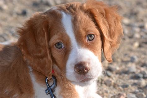 Brittany Spaniel Pup ~ Classic Look | Brittany dog, Dog images ...