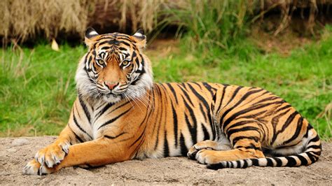 Royal Bengal Tiger | desibantu