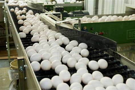 Agriculture - Fertilized chicken eggs being sorted and processed to be shipped to chicken ...