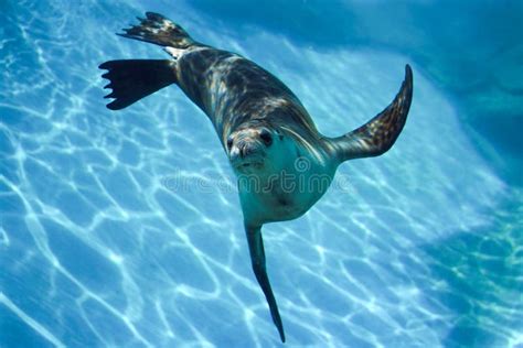 Phoque Curieux Nageant Sous L'eau Photo stock - Image du investigateur, gracieux: 132797856