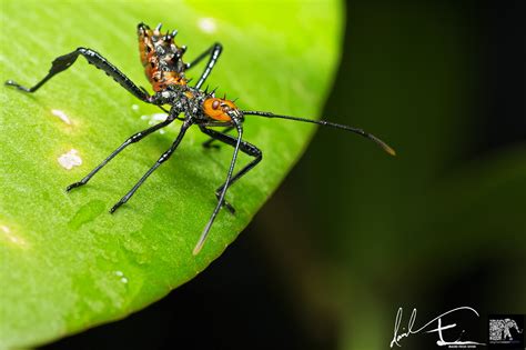 Leaf Footed Bug Nymph - ( Leptoglossus Clypealis ) Macro Shots, Nymph, Macro Photography, Eos ...