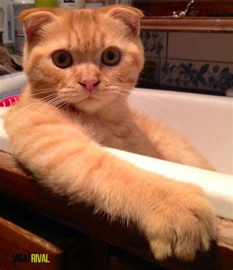 11+ Gambar Kucing Yang Obses Dengan Air, #10 Tak Boleh Blah! - Viral Rival