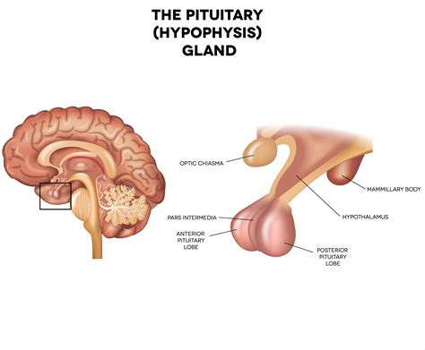 Pituitary Gland Anterior And Posterior