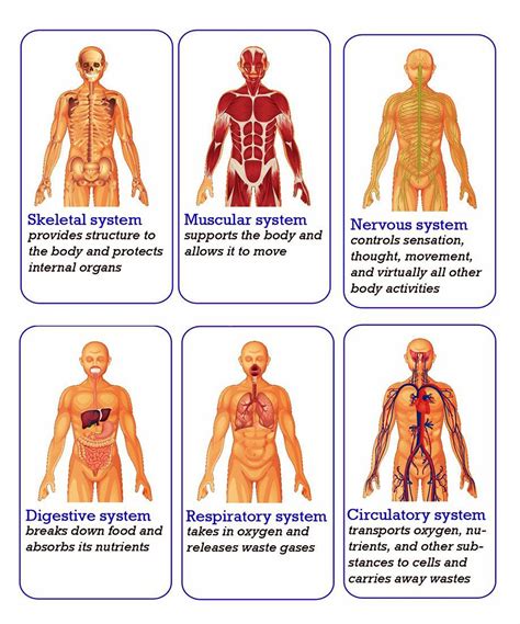 Human Body Systems - 6804 | Human body systems, Body systems, Human body science