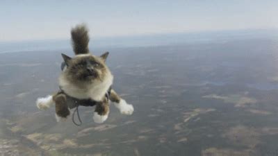 Skydiving: Skydiving Cat