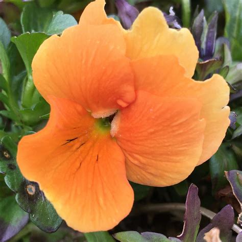 Viola Penny Orange