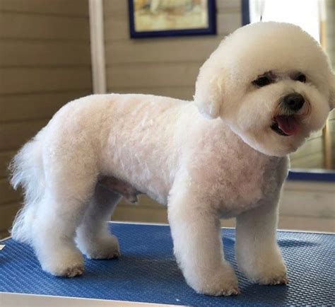 20 Best Bichon Frise Haircuts for Your Puppy – Page 2 – The Paws ...