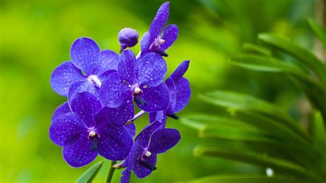 Cómo cultivar orquídeas azules