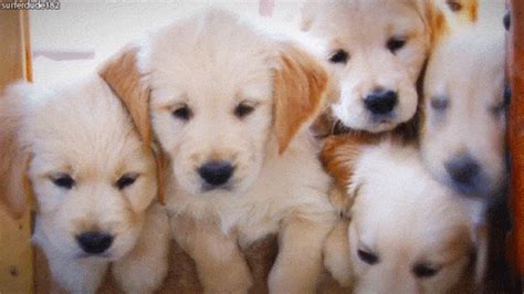 30 Of The Most Adorable Puppy GIFs We've Ever Seen | Puppies gif, Cute ...