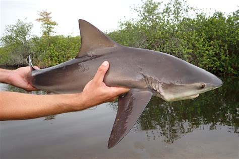 Bull Shark | Mexican Fish.com