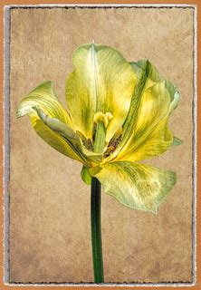 Tulip ala Dürer | Created for the TMI challenge "In the Styl… | Flickr