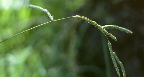 Paspalum – Symbiosis Agriculture