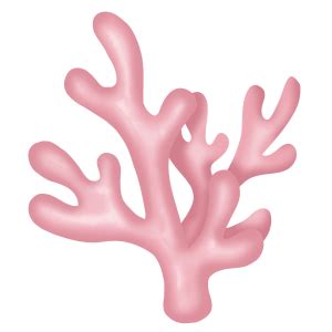 Coral cartoon png - Download Free Png Images