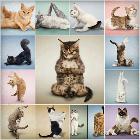 Yoga Katzen | Baby katzen, Yoga katze, Katzen fotos