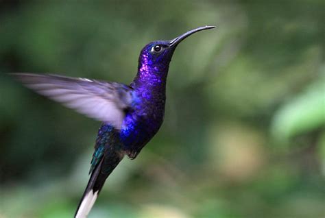 On Wings of Eagles: A lesson from a Blue Hummingbird