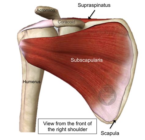 Shoulder Muscles Diagram / Stretching: How to Stretch the Shoulder - To increase ... - The ...