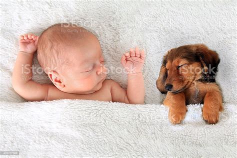 Sleeping Baby And Puppy Stock Photo - Download Image Now - Baby - Human ...