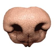Download dog nose png - Free PNG Images | TOPpng