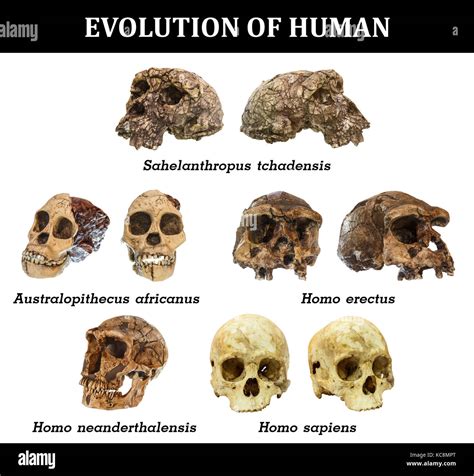 Evolution of human skull ( Sahelanthropus tchadensis . Australopithecus africanus . Homo erectus ...