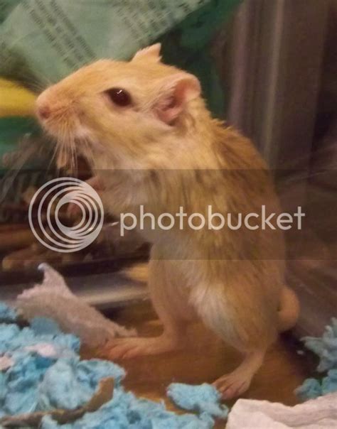 New to gerbils--sick/injured gerbil? | The Gerbil Forum