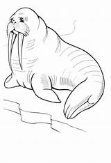 Walrus coloring Page  Download Print Or Color Online For Free sketch template