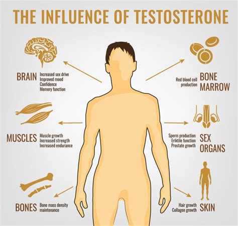 4 Proven Ways to Increase Testosterone Levels Naturally - Harcourt Health