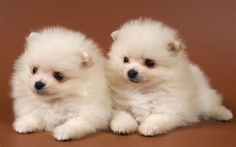 puppies Chow-Chow wallpapers and images - wallpapers, pictures, photos