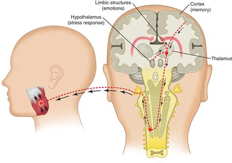 12. Treatment of Masticatory Muscle Disorders | Pocket Dentistry